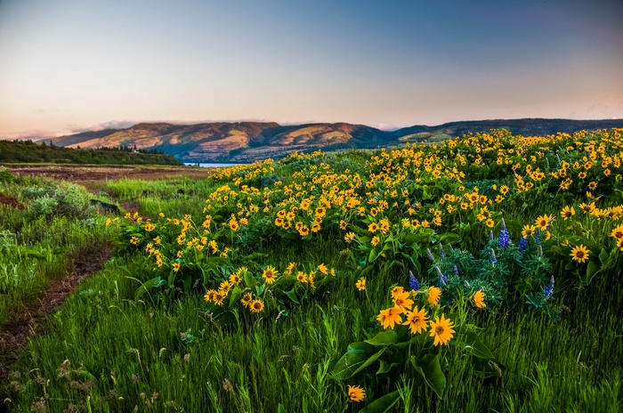 Yellow wildflowers and lupine in the Columbia River Gorge, Oregon