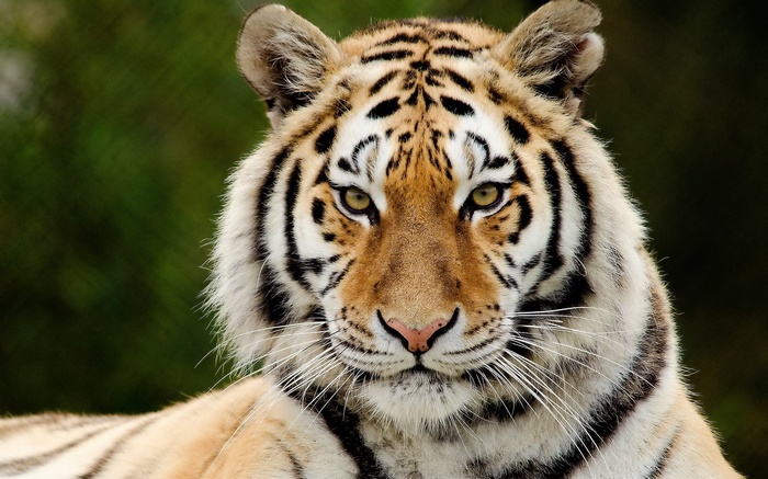 Tiger face with green background