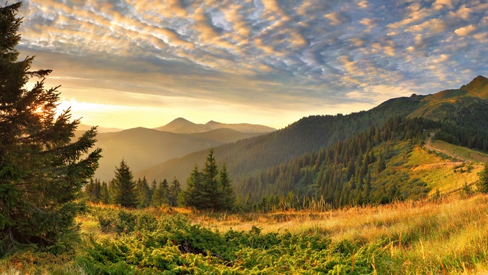 Sunrise over mountains with pine trees and grassy foreground