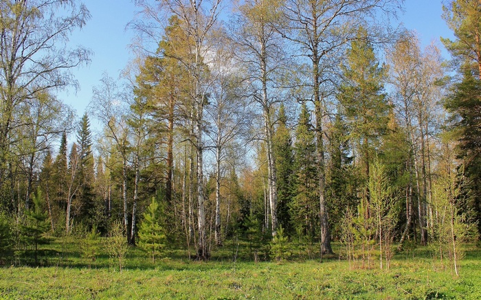 Forest with birch and pine trees under a blue sky