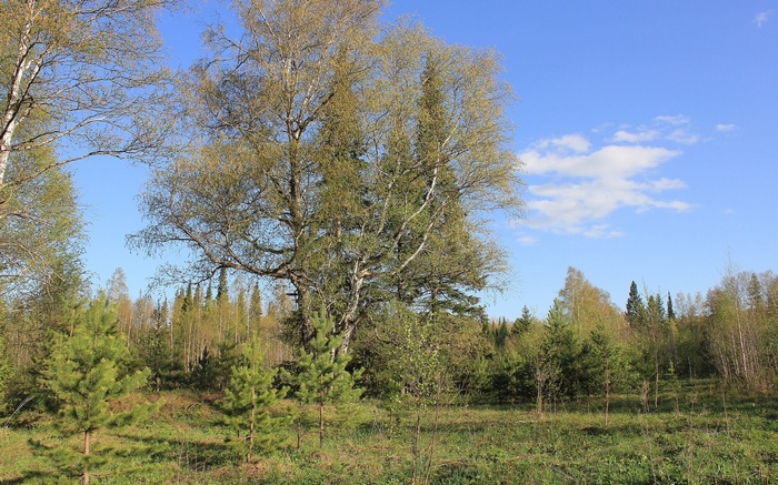 Birch and pine trees in a forest clearing