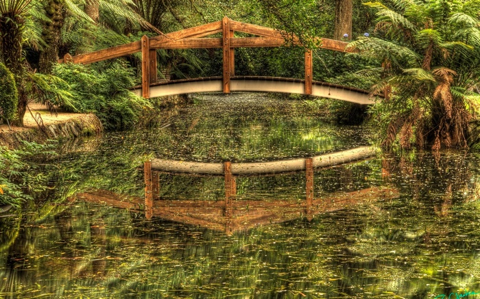 Wooden bridge over a stream in a forest