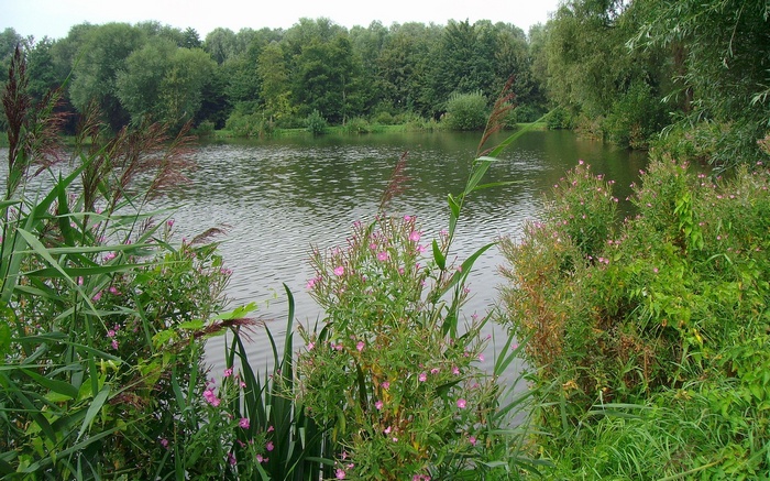 Lake surrounded by trees and vegetation