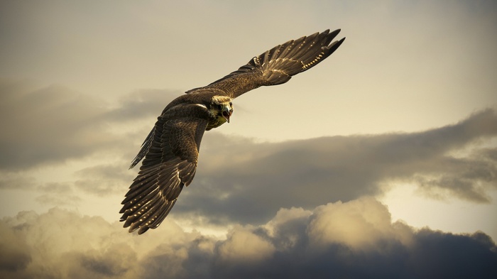 Falcon in flight against cloudy sky
