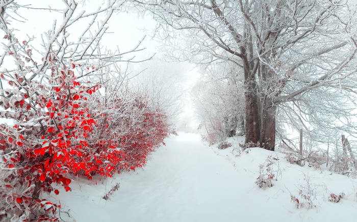 Snowy path with red bushes and large tree