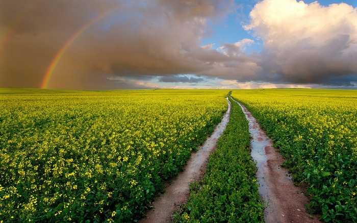 Dirt road through a yellow canola field with a rainbow