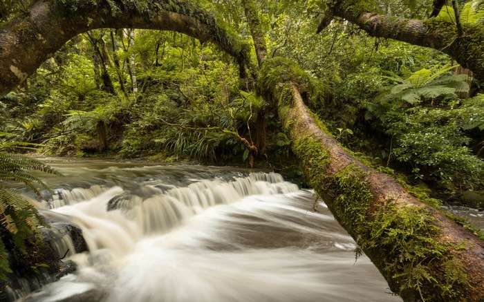 Mossy fallen tree over a flowing forest stream
