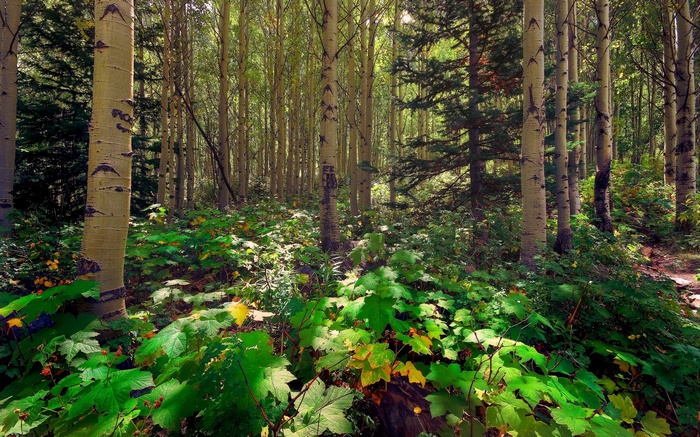 Sunlight filters through a forest of aspen and pine trees
