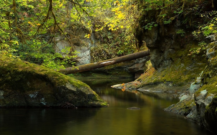 Mossy rocks and a fallen log over a stream
