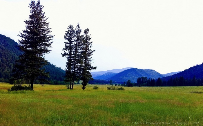 Meadow with Evergreen Trees and Mountains