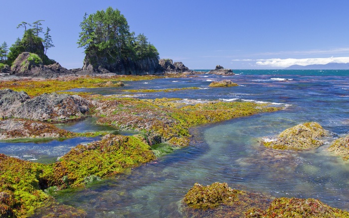 Rocky coastline with seaweed and ocean under a blue sky