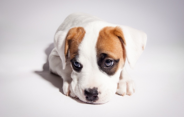 Cute puppy with brown markings on its head