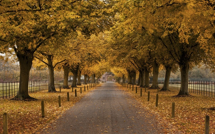 Tree-lined road in autumn with fallen leaves