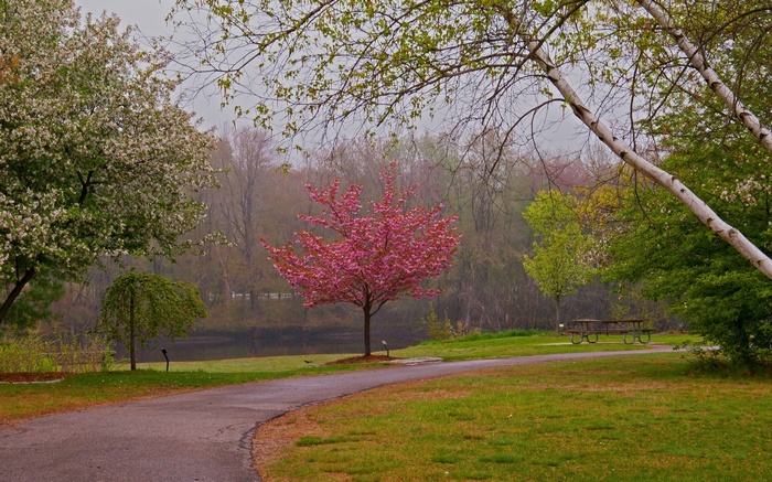 Park path with blooming trees and a picnic table