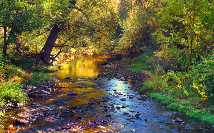 A stream flows through a sunlit forest in autumn