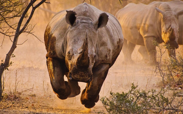 Rhino charging forward in a dusty savanna
