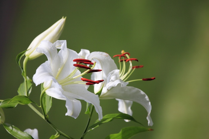 White lilies with red stamens and a bud
