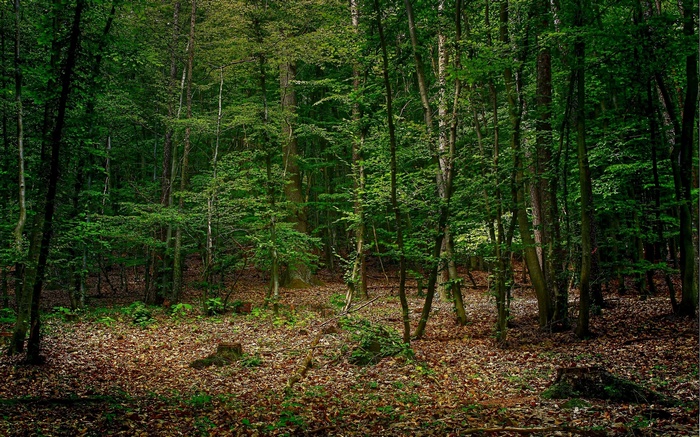 A dense forest with fallen leaves on the ground