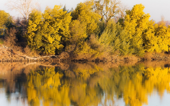 Yellow trees reflected in a calm river