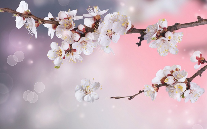 Cherry Blossoms on Branches with Bokeh