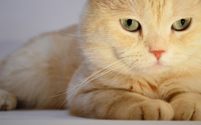 Close-up of a light-colored cat lying down