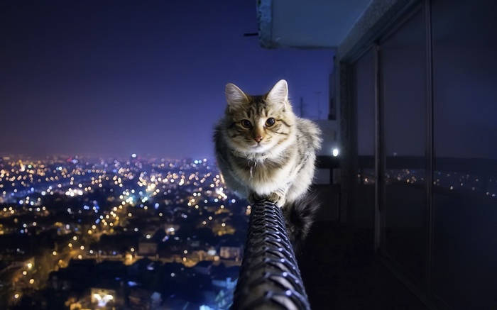 A cat sits on a railing overlooking a city at night