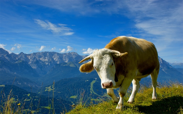 Cow on a mountain pasture with blue sky