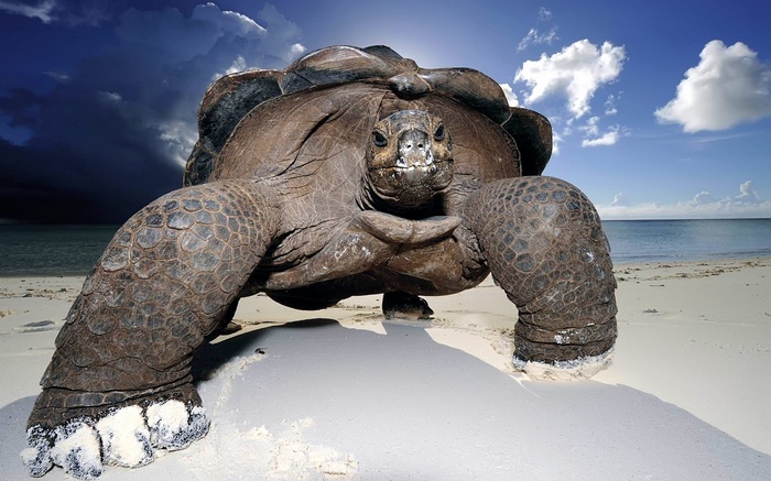 Giant tortoise on a sandy beach