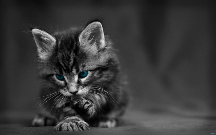 Kitten with striking blue eyes