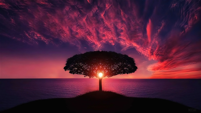 Sunset Through Tree Silhouette Over Sea 4k