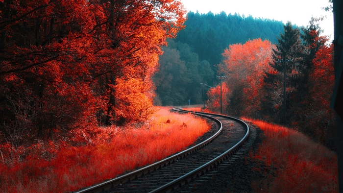Autumn Forest Railroad in Vibrant Red Hues
