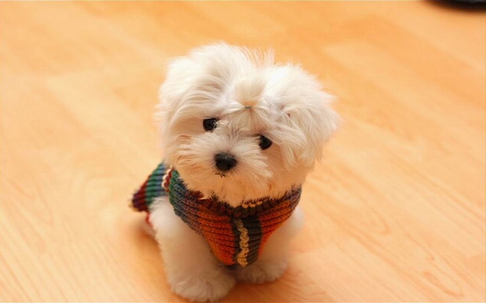 Maltese puppy wearing a colorful sweater