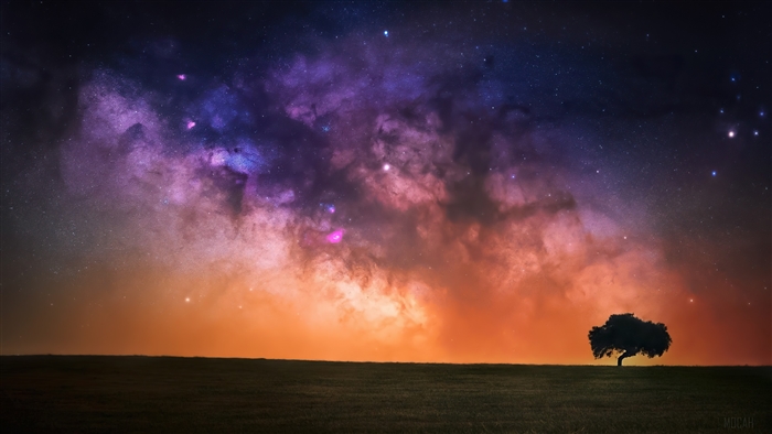 Starry Night Sky Over Solitary Tree 4K
