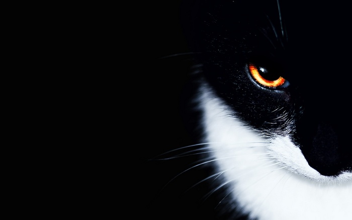 Close-up of a black and white cat's orange eye