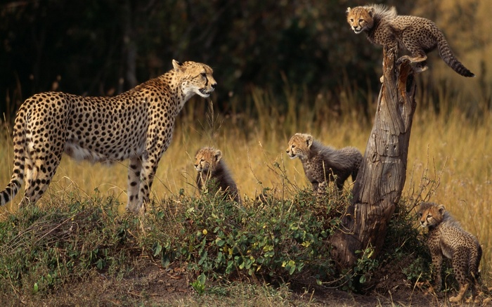 Cheetah mother with her cubs in a grassy field