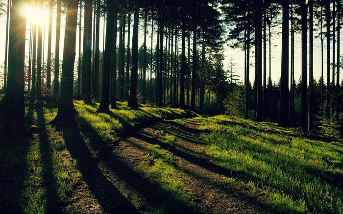 Sunlight filtering through a forest path