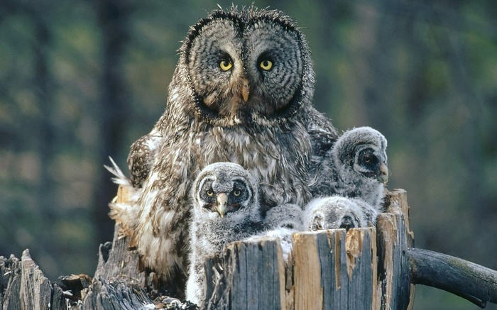 Great Horned Owl family on a tree stump