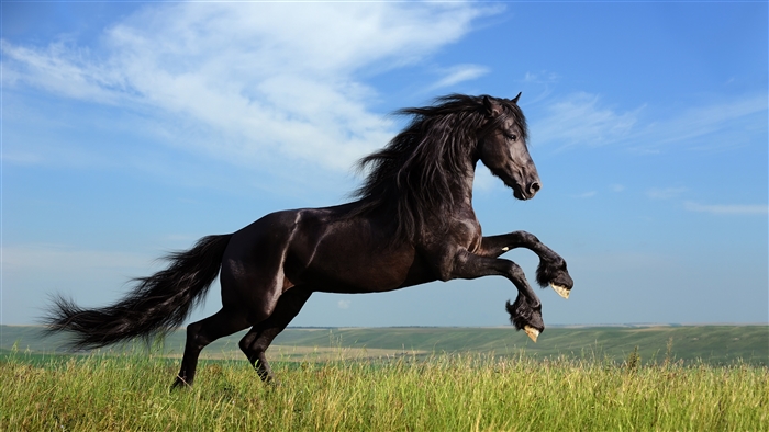 Black horse rearing in a grassy field under a blue sky