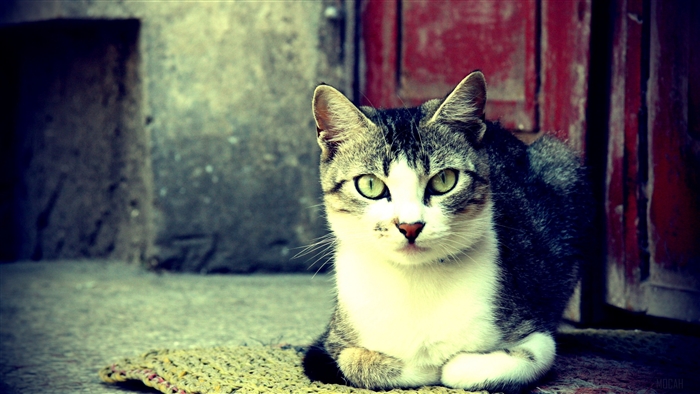 Tabby Cat Sitting on a Mat