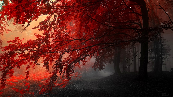 Red Leaves Forest 4K
