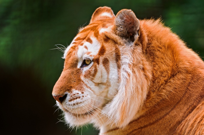 Golden Tiger Close-up Profile