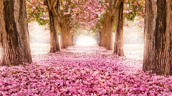 Avenue of trees covered in pink blossoms and petals