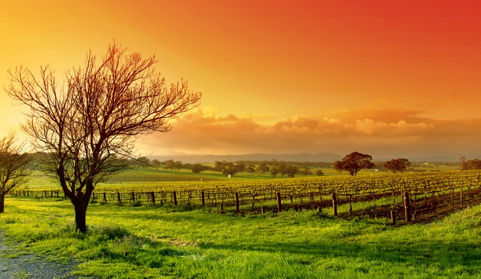 Vineyard landscape at sunset with a bare tree