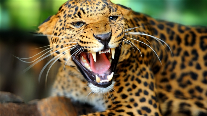 Leopard roaring with mouth open