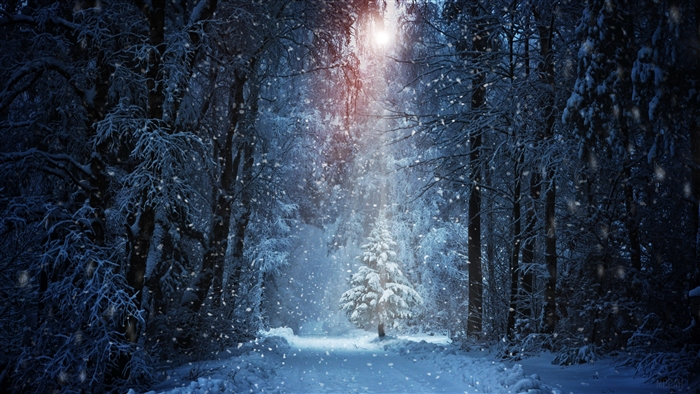 Snowfall in a winter forest with sunbeams