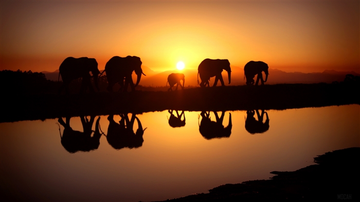 Elephants silhouetted at sunset reflected in water