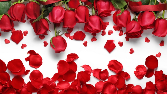 Red Roses and Falling Petals 4K
