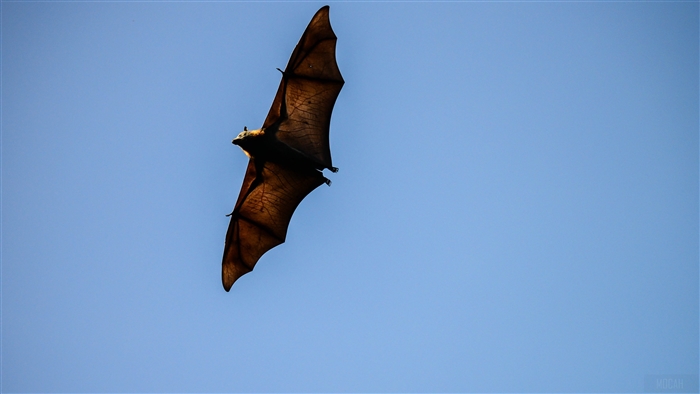 Bat flying in the sky