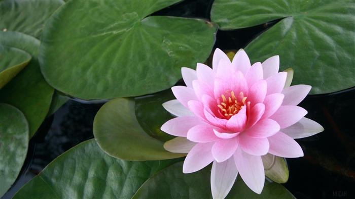 Pink Lotus Flower on Lily Pads in Pond 4K