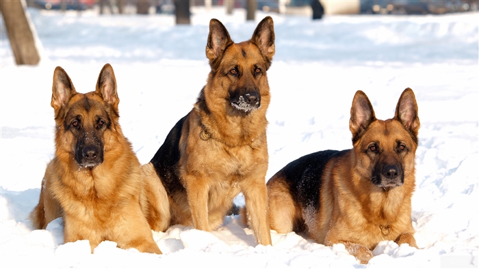 Three German Shepherds in the Snow